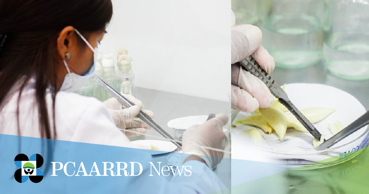 R&amp;D Center advances S&amp;T solutions to strengthen garlic, other agri-food condiments industry